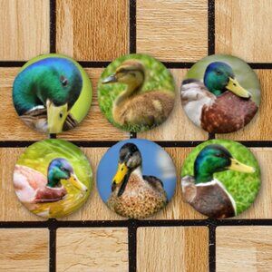 Mallard Duck Fridge Magnets Set Of 6 Metal Magnets For Home Office Kitchen